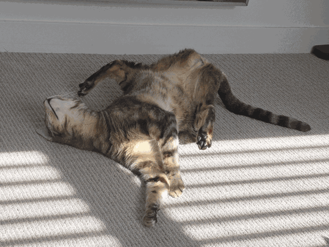 photo of Roel the cat being weird